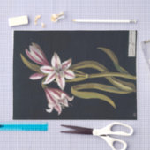 Asphodil Lily door Mary Delany Tissuepapier (Craft)