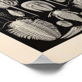  Aspidonia Color Ernst Haeckel Art Print (Hoek)