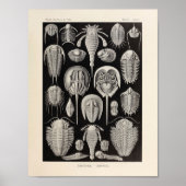  Aspidonia Color Ernst Haeckel Art Print (Voorkant)