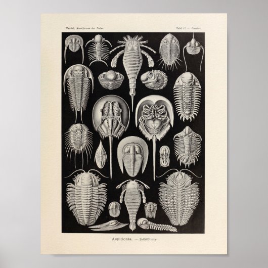  Aspidonia Color Ernst Haeckel Art Print (Voorkant)