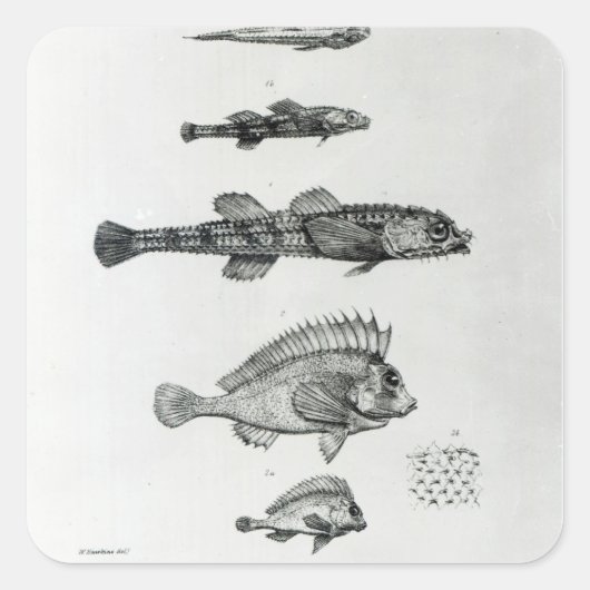Aspidophorus Chiloensis en Agriopus Hispidus Vierkante Sticker (Voorkant)