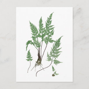 Asplenium adiantum nigrum briefkaart