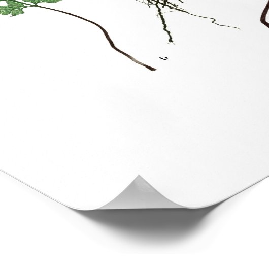 Asplenium adiantum nigrum poster (Hoek)