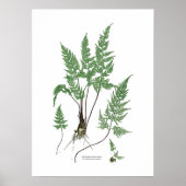 Asplenium adiantum nigrum poster (Voorkant)