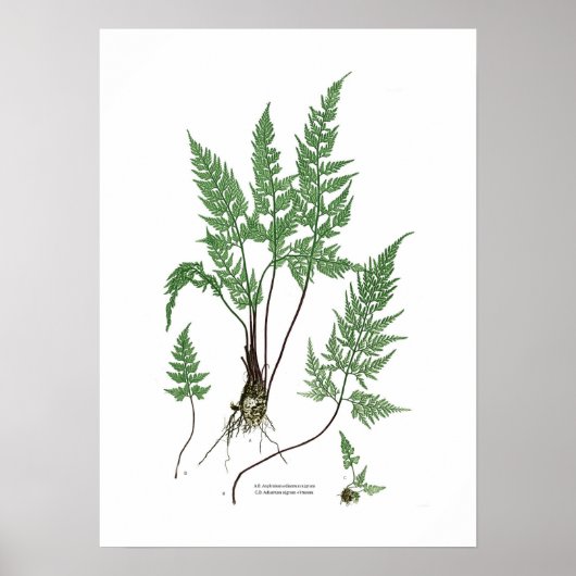 Asplenium adiantum nigrum poster (Voorkant)