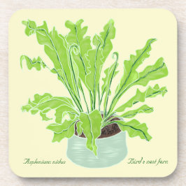 Asplenium Bird's nest fern - op sinaasappel trekke Bier Onderzetter