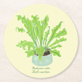 Asplenium Bird's nest fern - op sinaasappel trekke Ronde Kartonnen Onderzetter