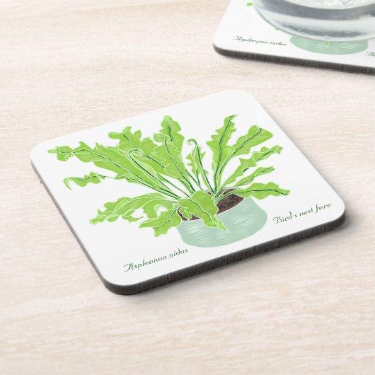 Asplenium Bird's nest fern - op wit tekenen. Bier Onderzetter (Linkerzijde)
