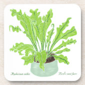 Asplenium Bird's nest fern - op wit tekenen. Bier Onderzetter (Voorkant)