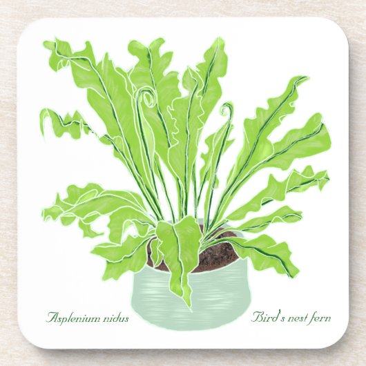 Asplenium Bird's nest fern - op wit tekenen. Bier Onderzetter (Voorkant)