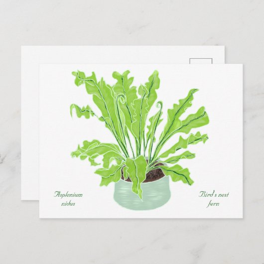 Asplenium Bird's nest fern - op wit tekenen. Briefkaart (Voorkant / Achterkant)