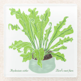 Asplenium Bird's nest fern - op wit tekenen. Glazen Onderzetter