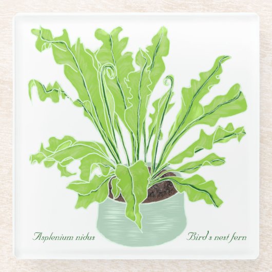 Asplenium Bird's nest fern - op wit tekenen. Glazen Onderzetter (Voorkant)