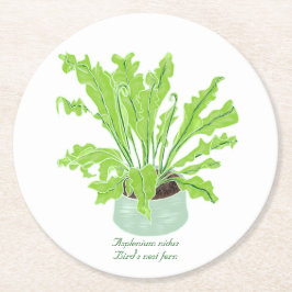 Asplenium Bird's nest fern - op wit tekenen. Ronde Kartonnen Onderzetter