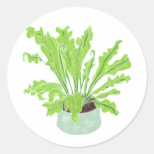 Asplenium Bird's nest fern - op wit tekenen. Ronde Sticker (Voorkant)