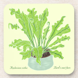 Asplenium Bird's nest fern - tekening op geel. Bier Onderzetter