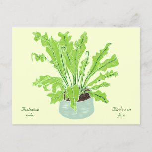Asplenium Bird's nest fern - tekening op geel. Briefkaart