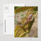 Assassin bug ~ briefkaart (Voorkant / Achterkant)