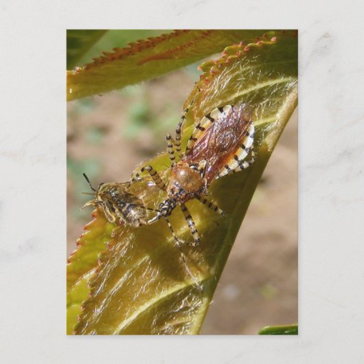 Assassin bug ~ briefkaart (Voorkant)