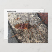 Assassin Bug ~ briefkaart (Voorkant / Achterkant)
