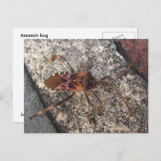 Assassin Bug ~ briefkaart (Voorkant / Achterkant)