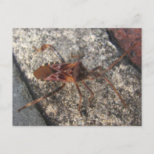 Assassin Bug ~ briefkaart