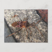 Assassin Bug ~ briefkaart (Voorkant)
