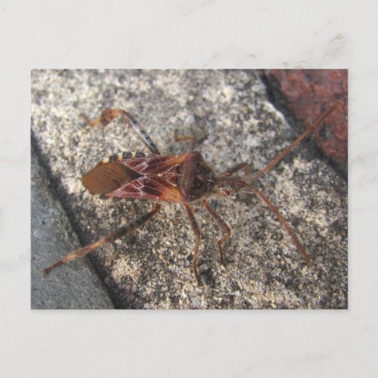 Assassin Bug ~ briefkaart (Voorkant)