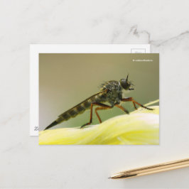 Assassin Fly Robber Fly Briefkaart