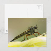 Assassin Fly Robber Fly Briefkaart (Voorkant / Achterkant)
