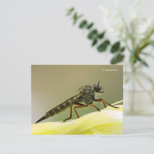 Assassin Fly Robber Fly Briefkaart (Staand voorkant)