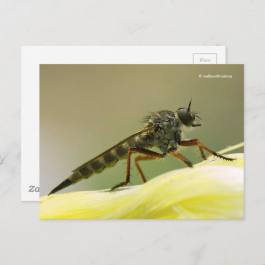 Assassin Fly Robber Fly Briefkaart (Voorkant / Achterkant)