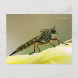Assassin Fly Robber Fly Briefkaart