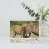 Assateague foal briefkaart (Staand voorkant)