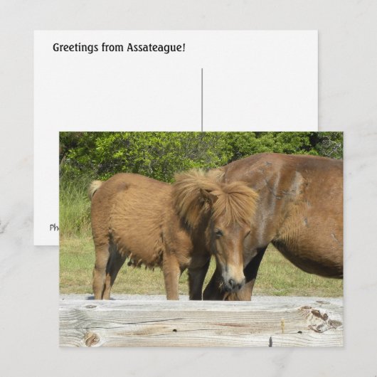 Assateague foal briefkaart (Voorkant / Achterkant)