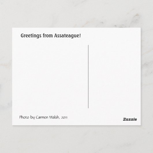 Assateague foal briefkaart (Achterkant)