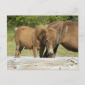 Assateague foal briefkaart (Voorkant)