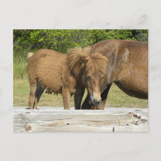 Assateague foal briefkaart (Voorkant)
