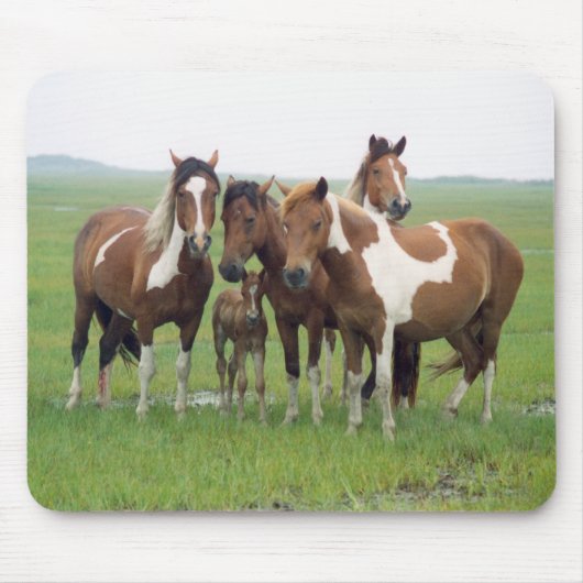 Assateague Horses Mousepad Muismat (Voorkant)