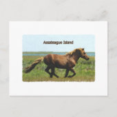 Assateague Island (lopende hengst-logo) Briefkaart (Voorkant)