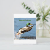 Assateague Island Mallard Duck Logo Briefkaart (Staand voorkant)