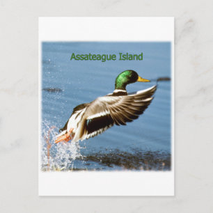 Assateague Island Mallard Duck Logo Briefkaart