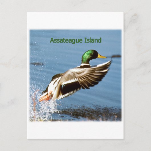 Assateague Island Mallard Duck Logo Briefkaart (Voorkant)