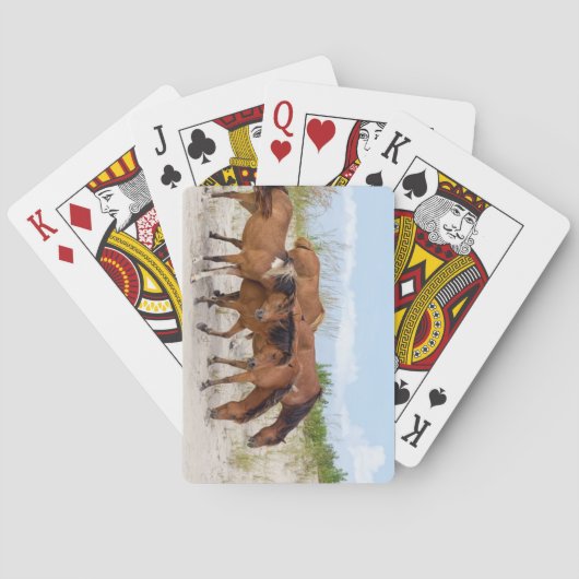Assateague Island, Maryland Pokerkaarten (Achterkant)
