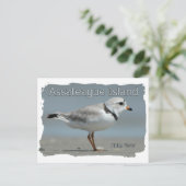 Assateague Island Piping Plover Briefkaart (Staand voorkant)