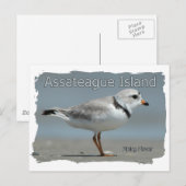 Assateague Island Piping Plover Briefkaart (Voorkant / Achterkant)