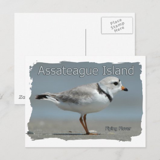 Assateague Island Piping Plover Briefkaart (Voorkant / Achterkant)