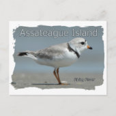 Assateague Island Piping Plover Briefkaart (Voorkant)