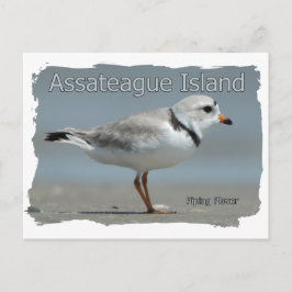 Assateague Island Piping Plover Briefkaart
