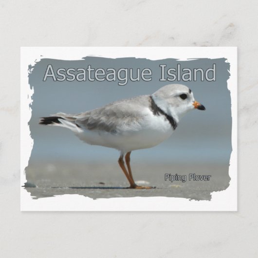 Assateague Island Piping Plover Briefkaart (Voorkant)